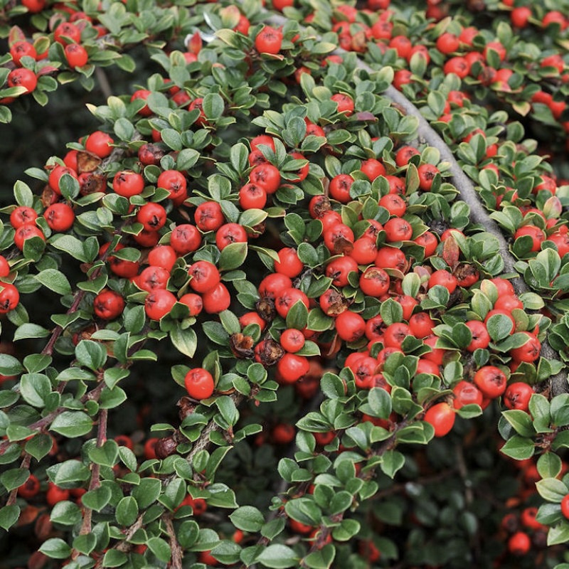 Кизильник Даммера "Майор"