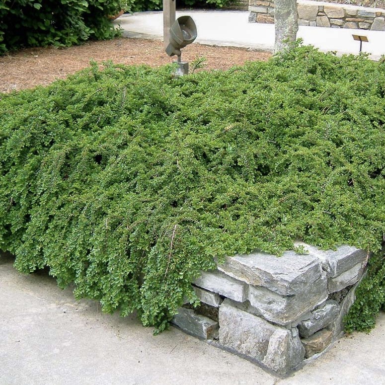 Кизильник Даммера "Майор"