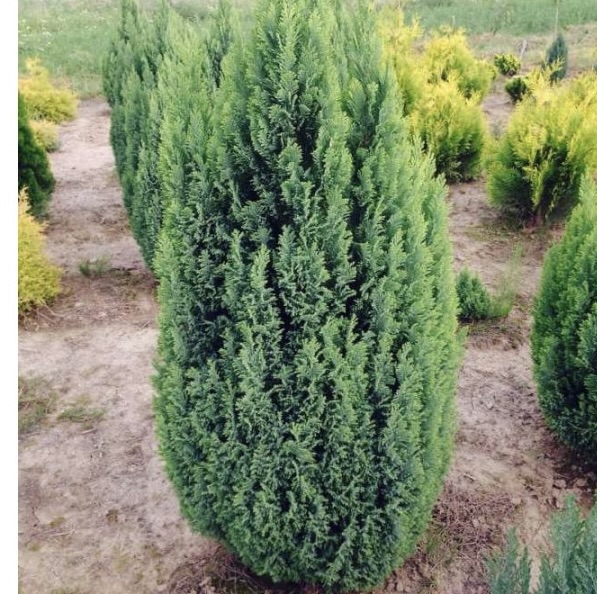 Кипарисовик Лавсона "Илвуди" С2,5