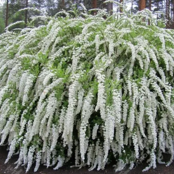 Спирея серая "Грефшайм" С1,5