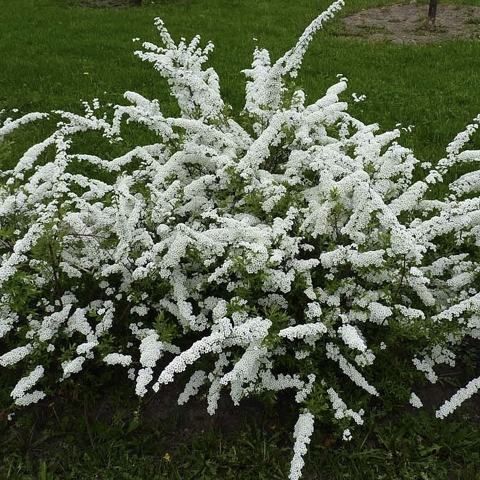 Спирея серая "Грефшайм" С1,5