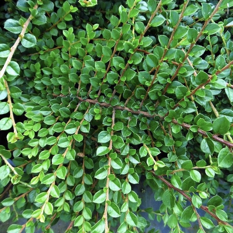 Кизильник Даммера "Майор"