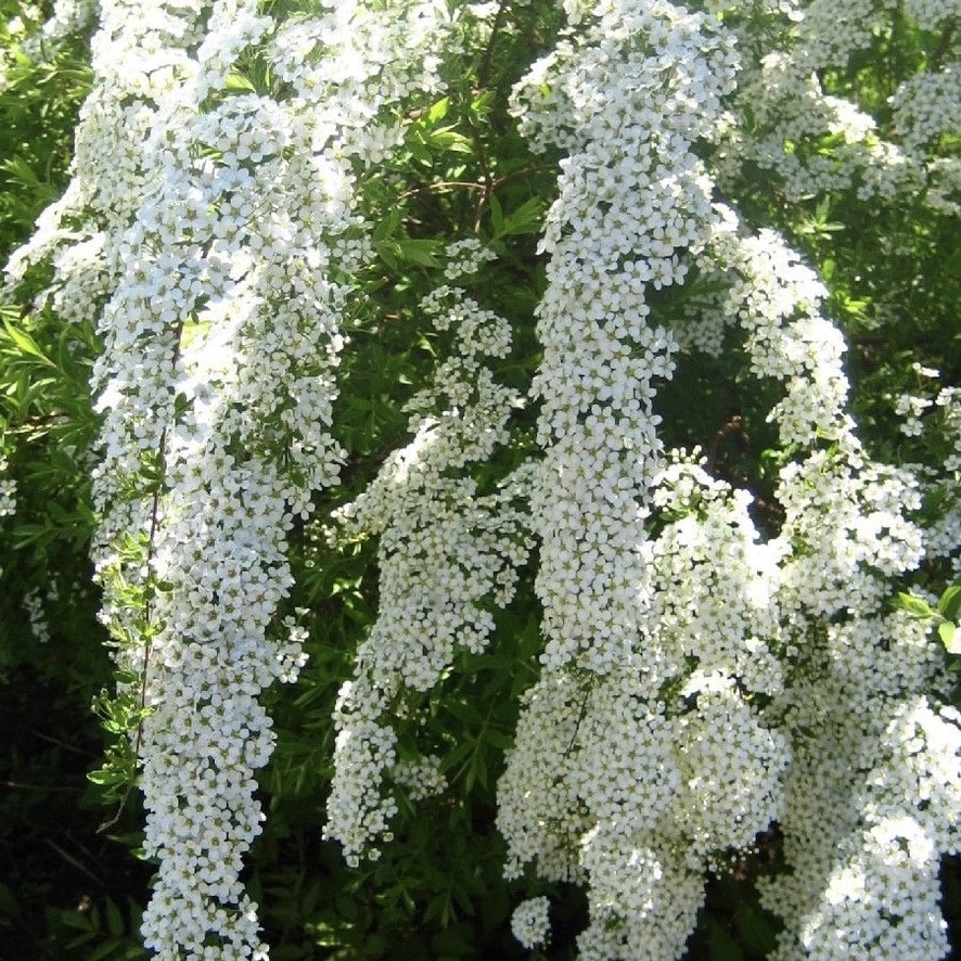 Спирея серая "Грефшайм" С1,5