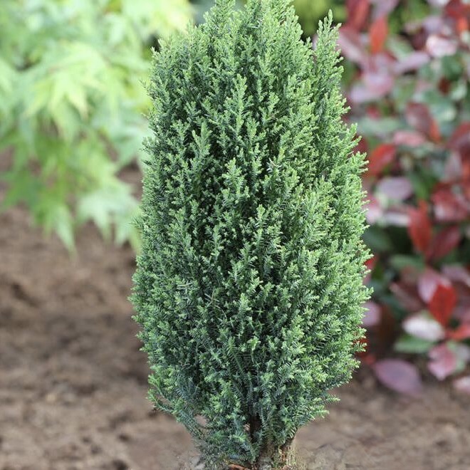 Кипарисовик Лавсона "Илвуди" С2,5