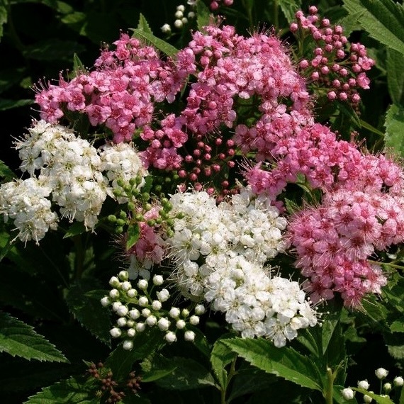 Спирея японская "Широбана" ("Генпей") С1,5