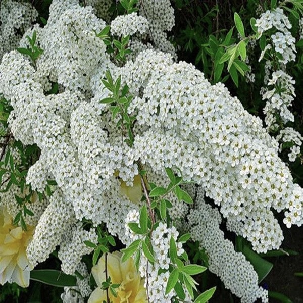 Спирея серая "Грефшайм" С1,5