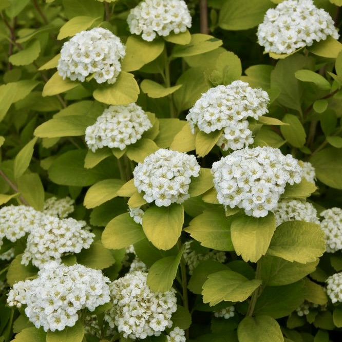 Спирея берёзолистная "Тор" С2,5