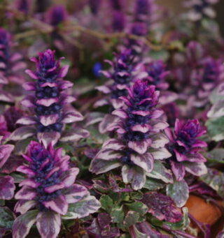 ajuga reptans burgundy glow 6 4 22a 055126ddb6 e1724251071200
