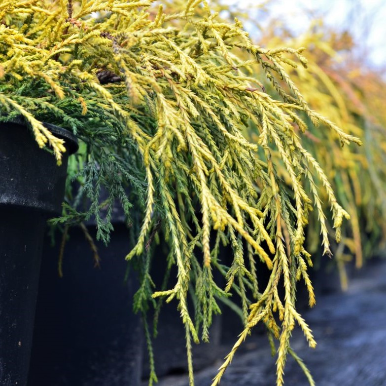 Кипарисовик горохоплодный "Вавел" (10-15 см)