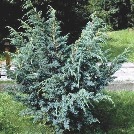 Можжевельник китайский "Блю Альпс" С2,5