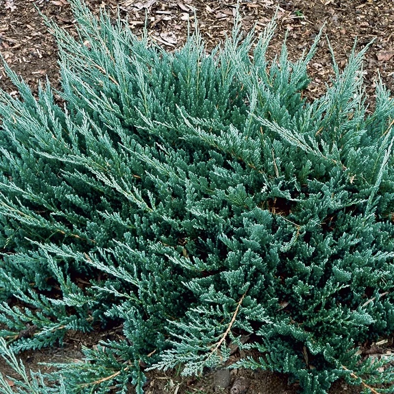 Можжевельник горизонтальный "Блю Чип" С2,5