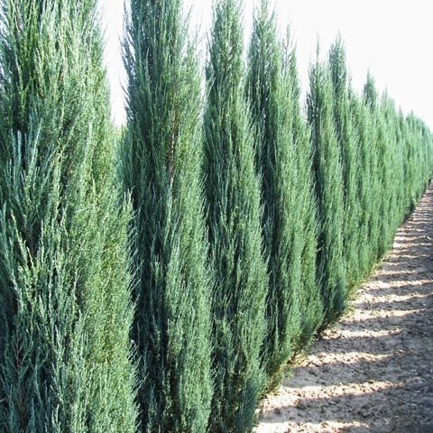 Можжевельник скальный "Блю Эрроу" С2,5