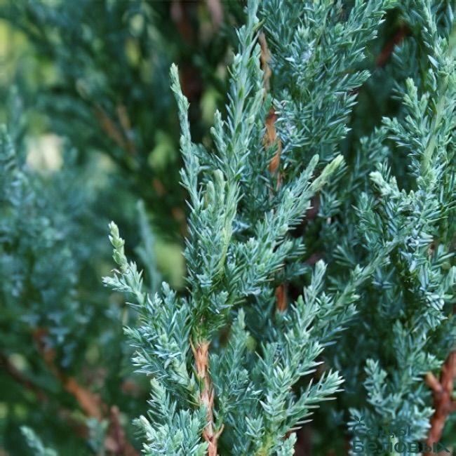 Можжевельник скальный "Блю Эрроу" С2,5