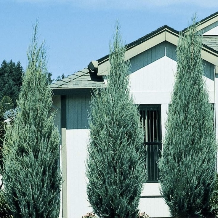 Можжевельник скальный "Блю Эрроу" С2,5