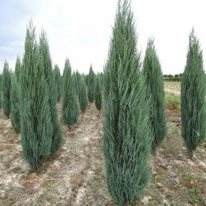 Можжевельник скальный "Блю Эрроу" С2,5