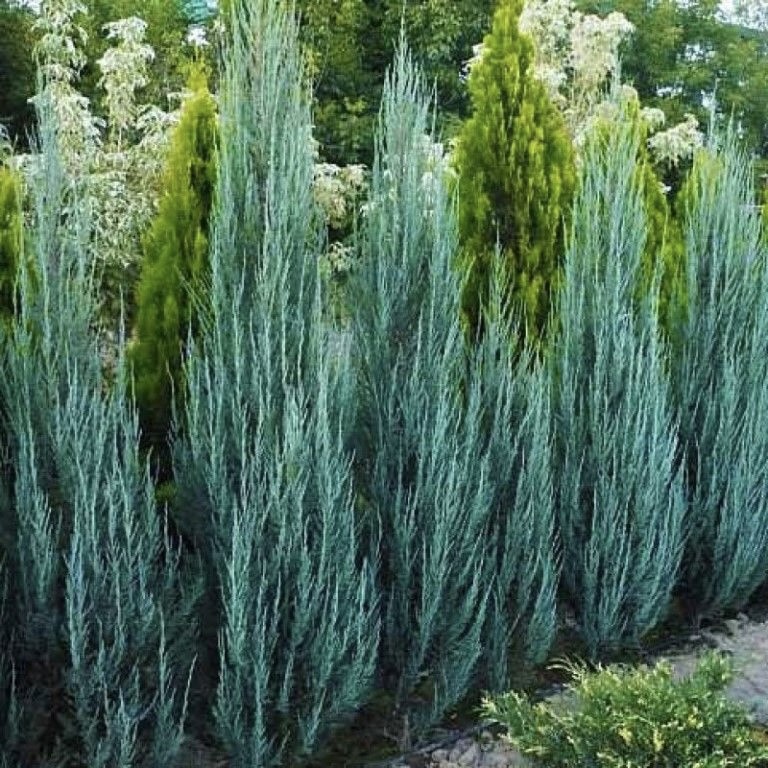 Можжевельник скальный "Блю Эрроу" С2,5