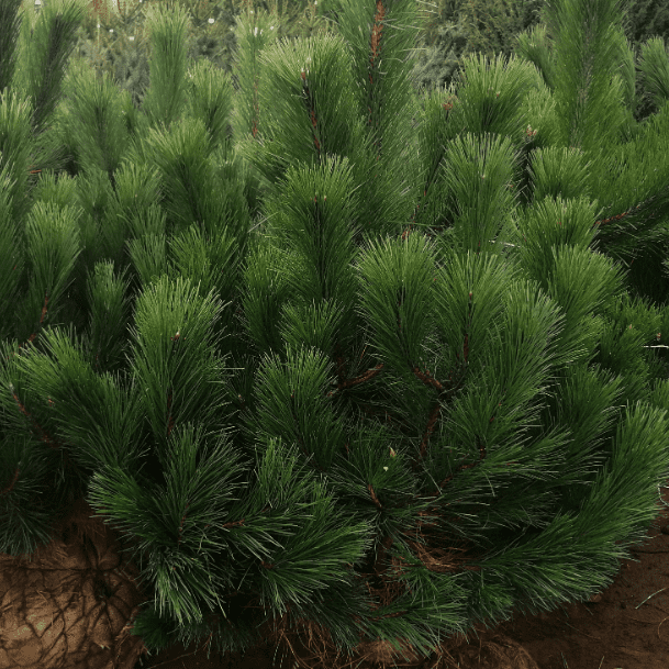 Сосна чёрная С2,5