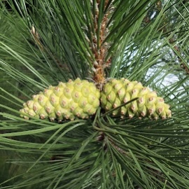 Сосна чёрная С2,5