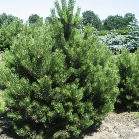 Сосна чёрная С2,5