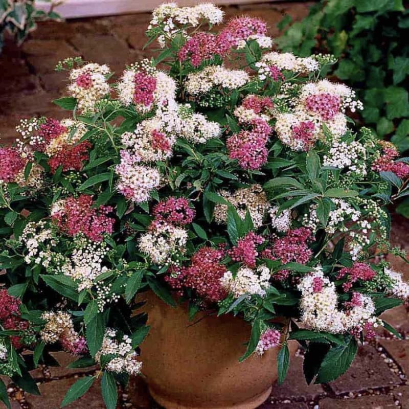Спирея японская "Широбана" ("Генпей") С1,5