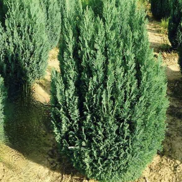 Кипарисовик Лавсона "Илвуди" С2,5