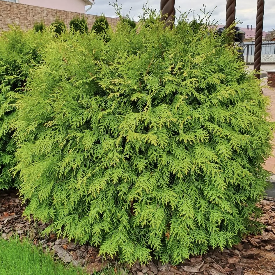Туя западная "Глобоза Ауреа" С2,5