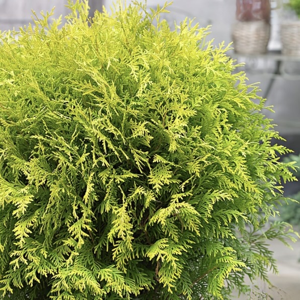 Туя западная "Глобоза Ауреа" С2,5