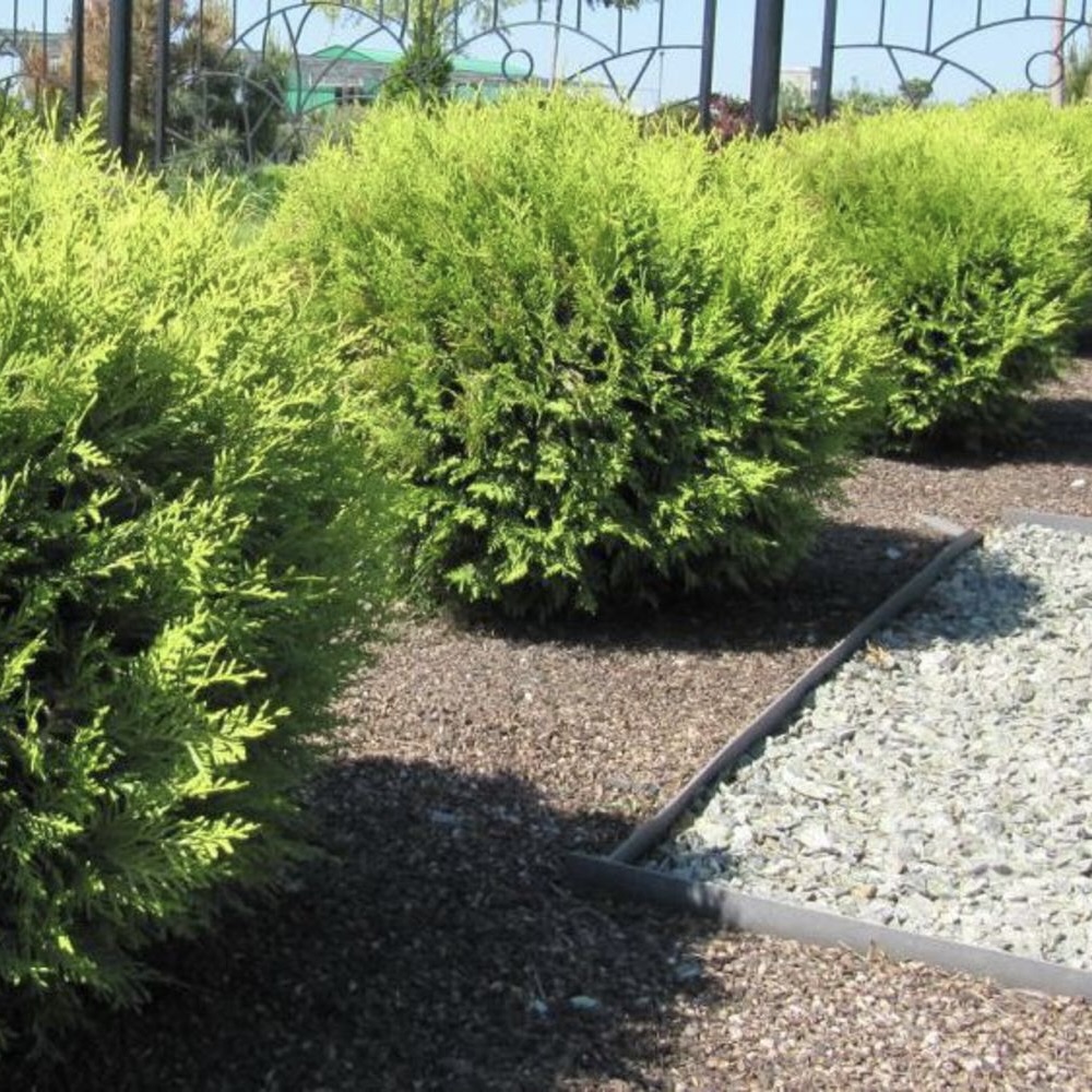 Туя западная "Глобоза Ауреа" С2,5