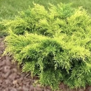 Можжевельник средний "Голд Кост" С2,5