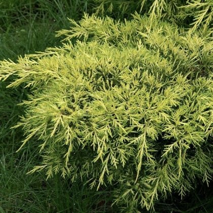 Можжевельник средний "Голд Кост" С2,5