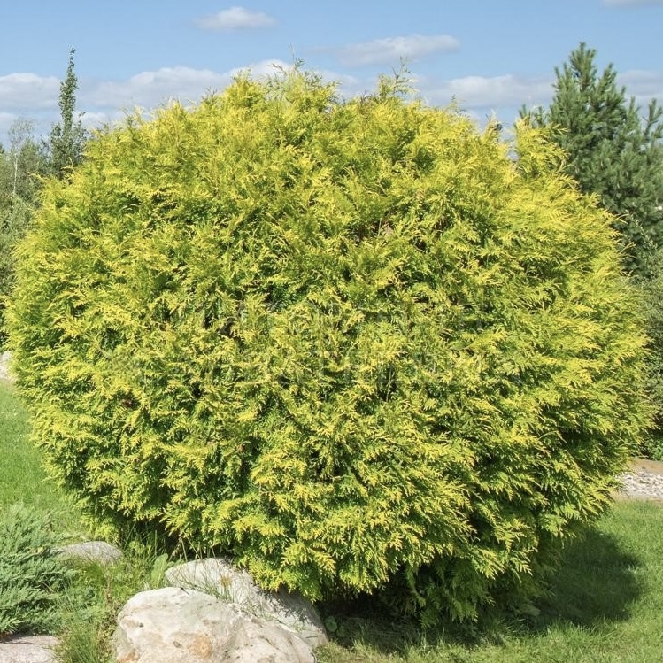 Туя западная "Голден Глоб" С2,5