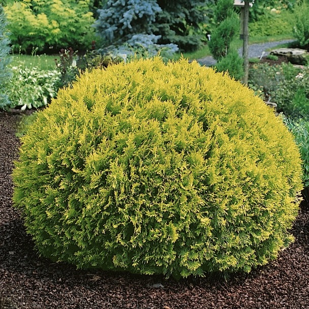 Туя западная "Голден Глоб" С2,5