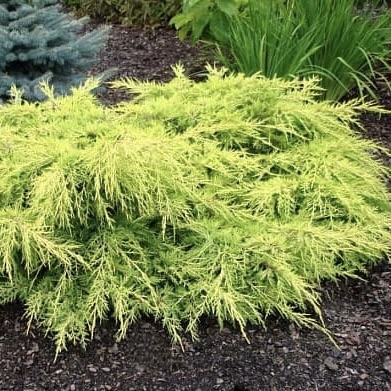 Можжевельник средний "Голд Стар" С2,5