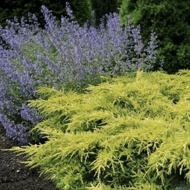 Можжевельник средний "Голд Стар" С2,5