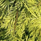 Можжевельник средний "Голд Стар" С2,5