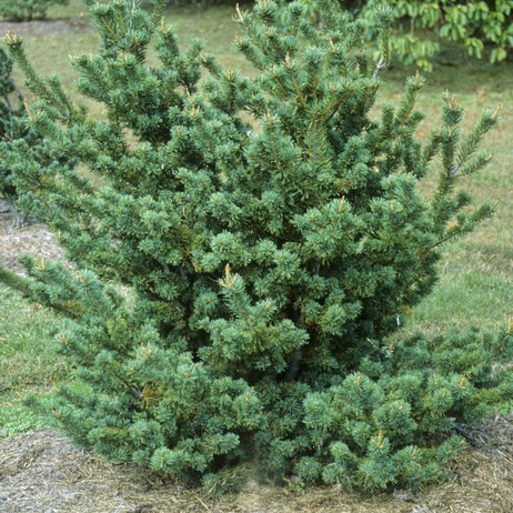 Сосна мелкоцветковая "Эдкокс Дварф" С2,5