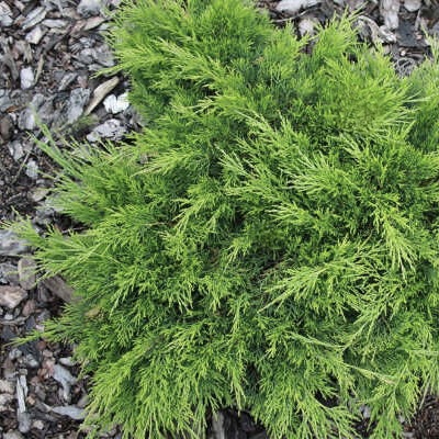 Можжевельник казацкий "Калгари Карпет" С2,5