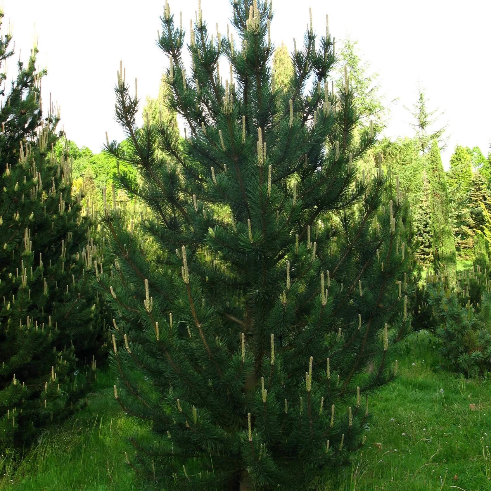 Сосна крючковатая С2,5