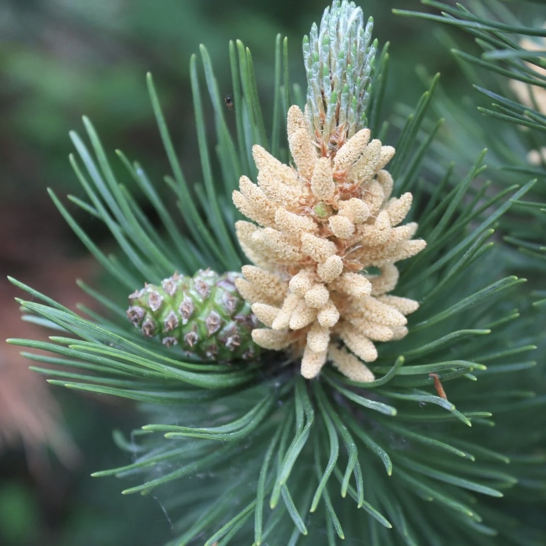 Сосна крючковатая С2,5