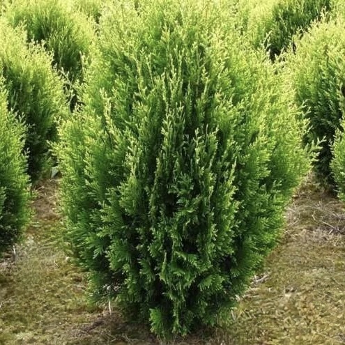Туя складчатая "Курник" С2,5