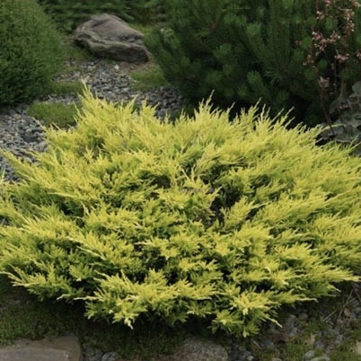 Можжевельник горизонтальный "Лайм Глоу" С2,5