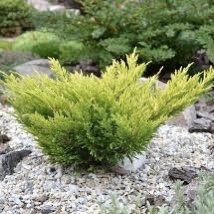 Можжевельник горизонтальный "Лайм Глоу" С2,5