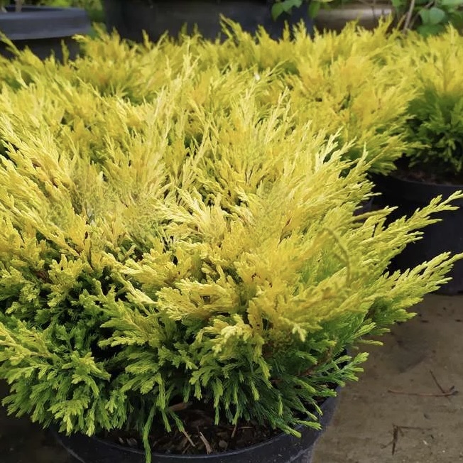 Можжевельник горизонтальный "Лайм Глоу" С2,5