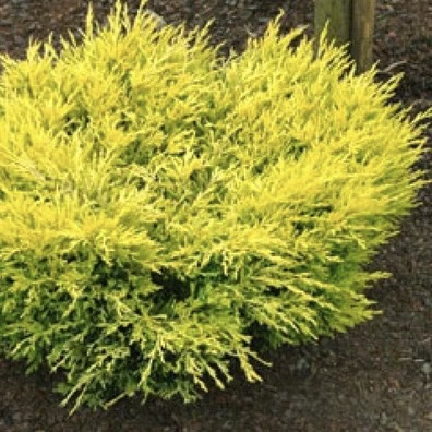 Можжевельник горизонтальный "Лайм Глоу" С2,5