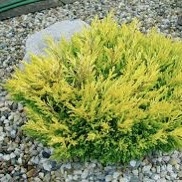 Можжевельник горизонтальный "Лайм Глоу" С2,5
