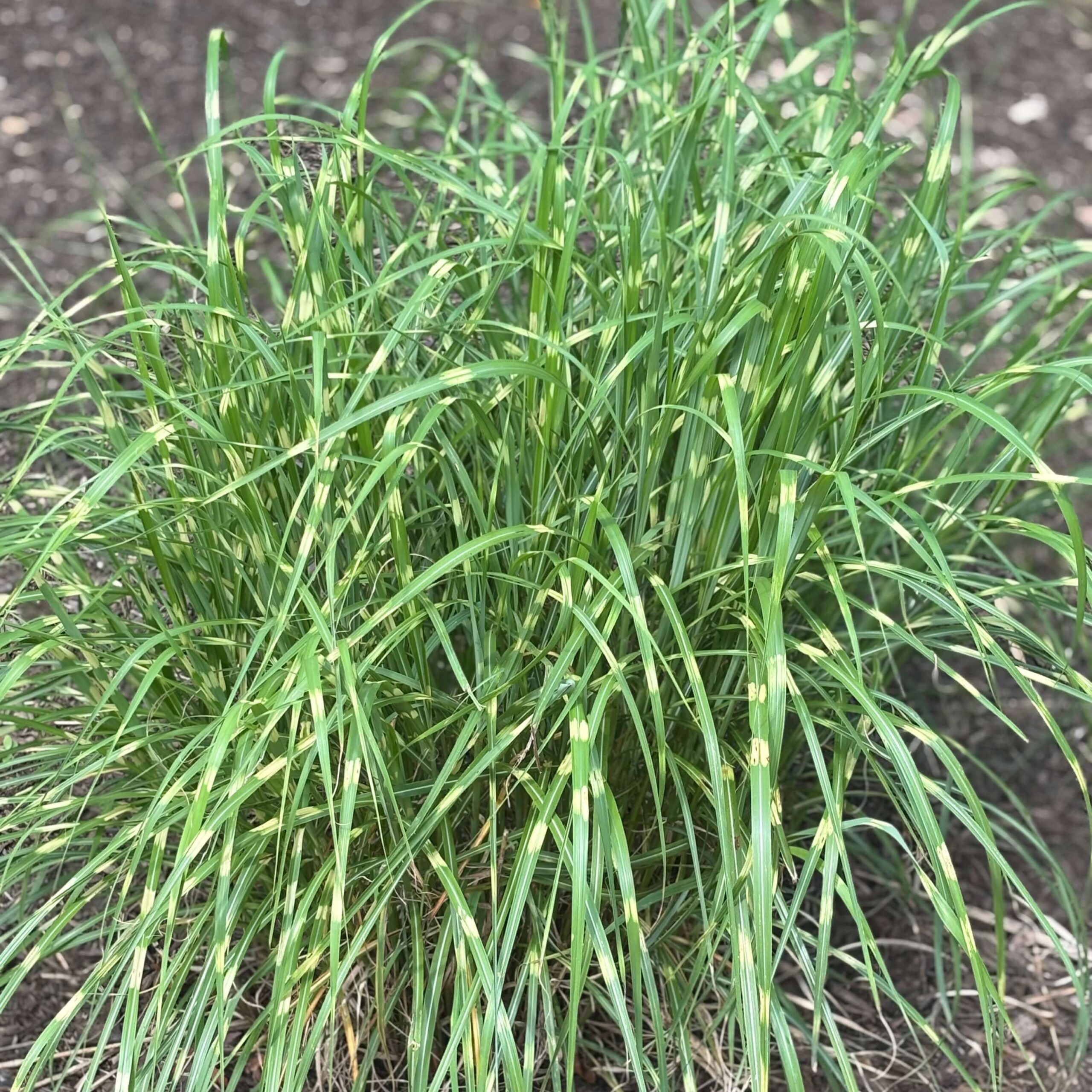 Мискантус китайский "Литтл Зебра"