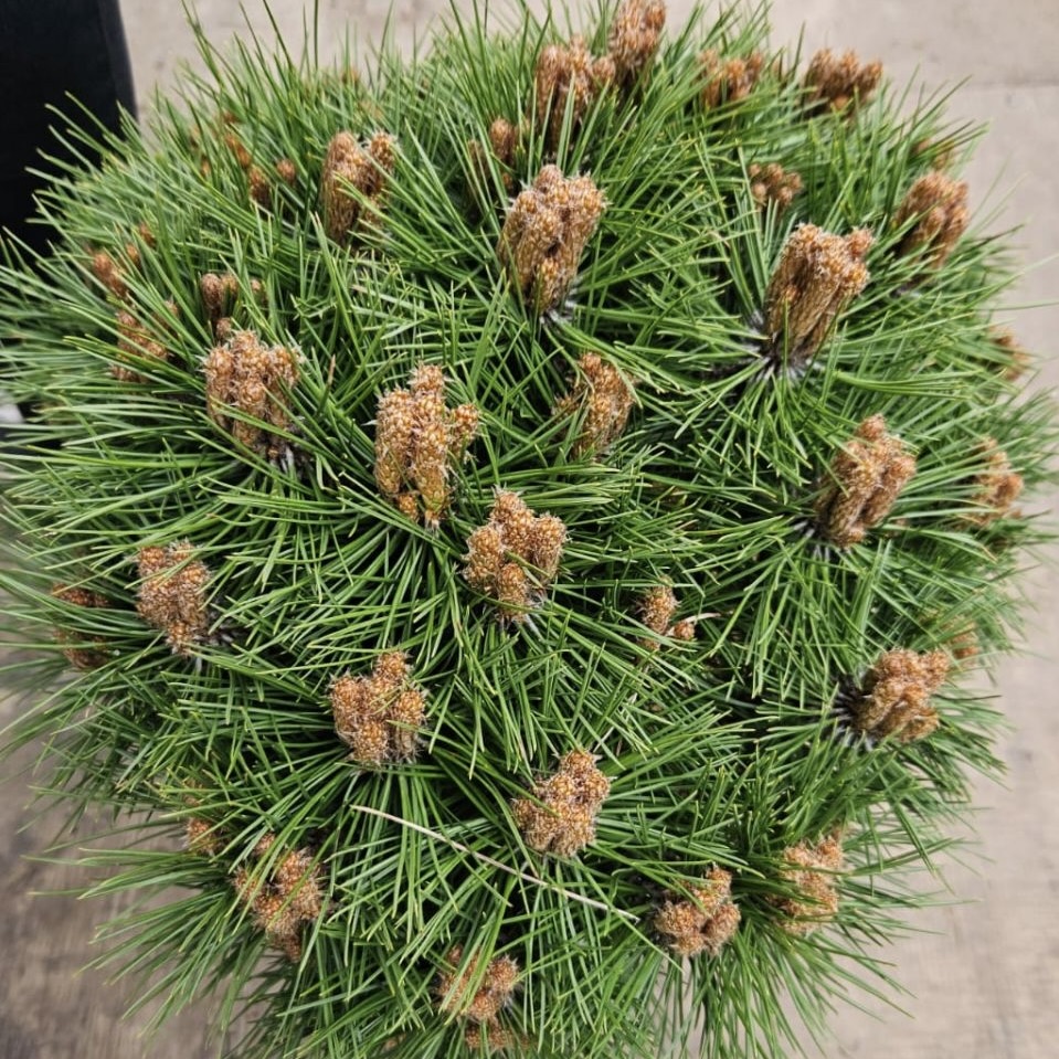 Сосна чёрная "Мари Брегон" С3