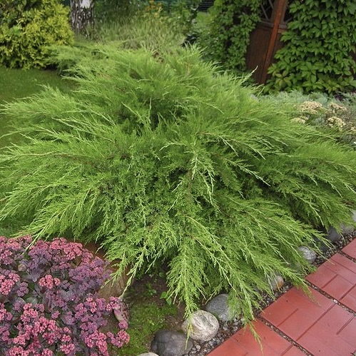 Можжевельник средний "Минт Джулеп" С2,5