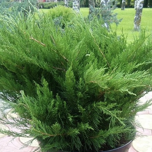 Можжевельник средний "Минт Джулеп" С2,5