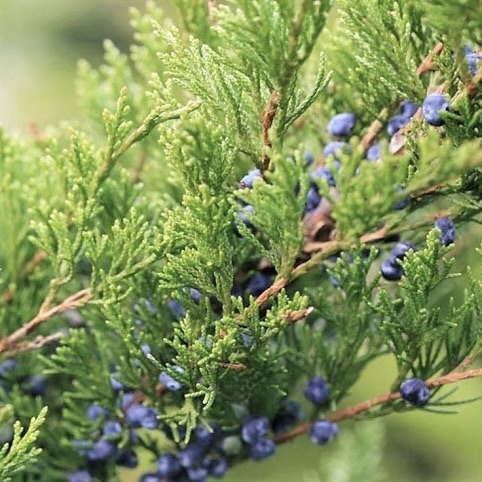 Можжевельник средний "Минт Джулеп" С2,5